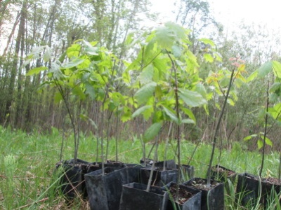 Another look at trees ready to plant